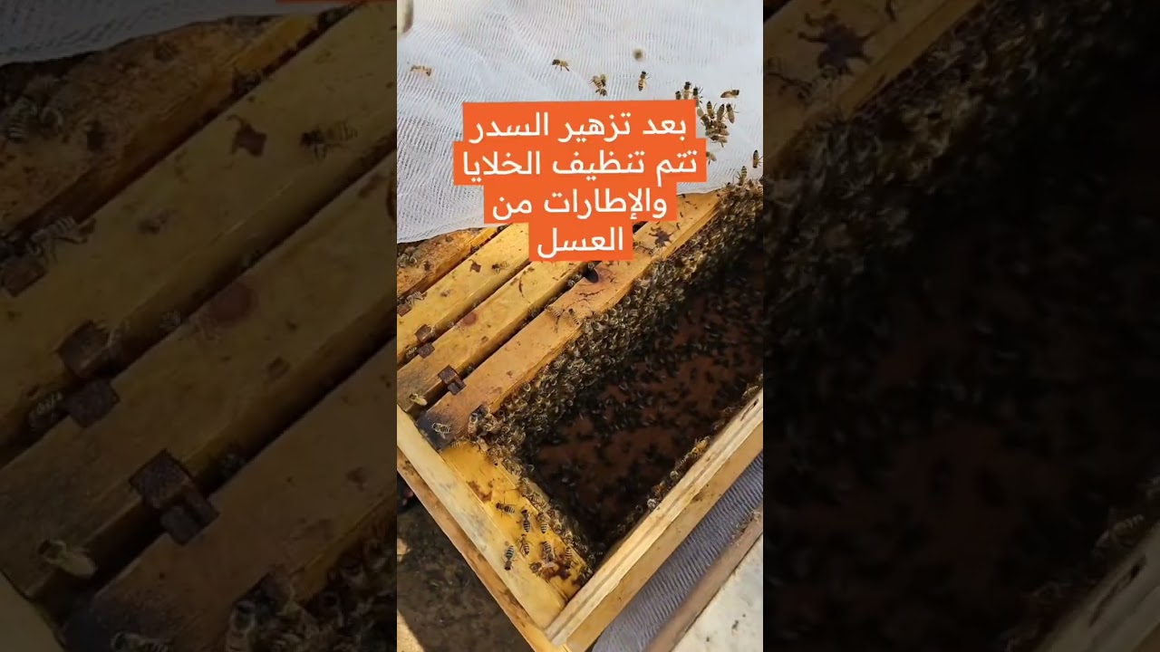 @alnhallalemrati9079  فيديو منوعه عن النحل والعسل