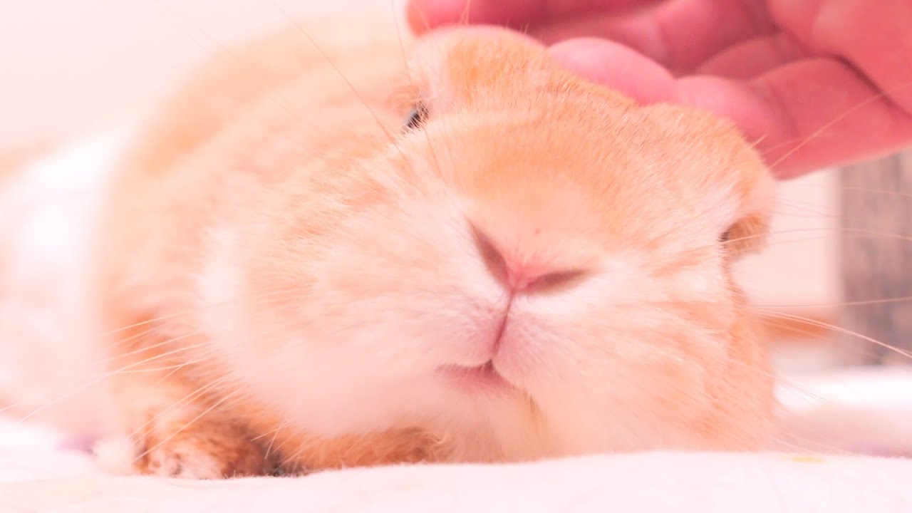 お気に入りの布団で飼い主に撫でられて嬉しい顔をするピュアムギが可愛すぎました【No.1619】