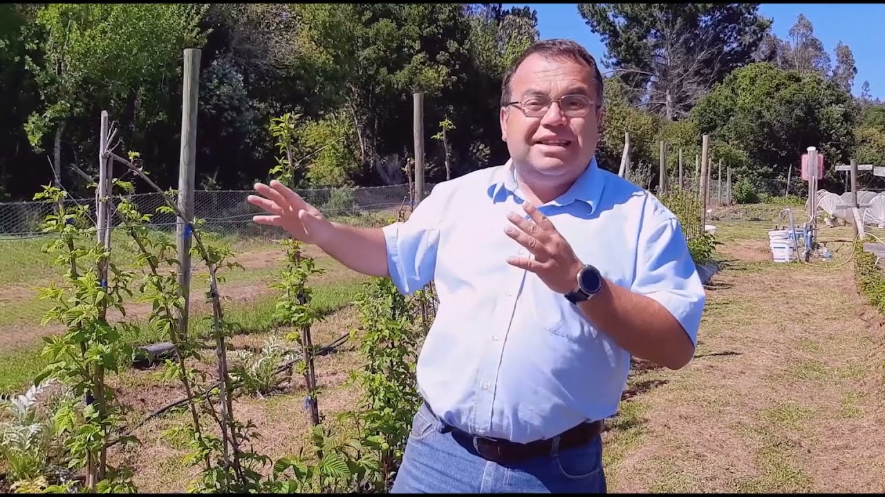 VARIEDADES DE FRAMBUESAS PARA NEGRETE HD
