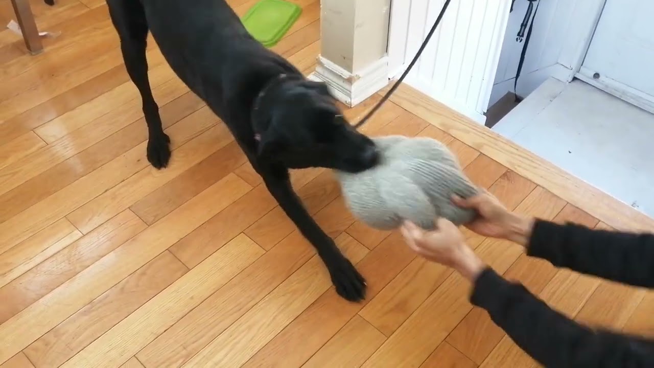 She doesn't want to give தரமாட்டேன் அடம் பிடித்து#subscribe#dog#viralvideo#5 star rocking videos 