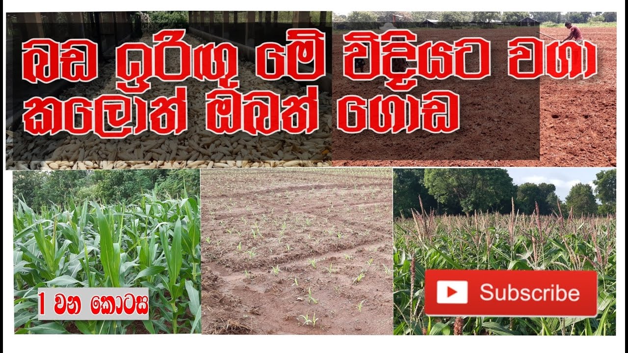 පහසුවෙන් බඩඉරිඟු වගා කරන්න/ Easy Maize Farming Techniques.