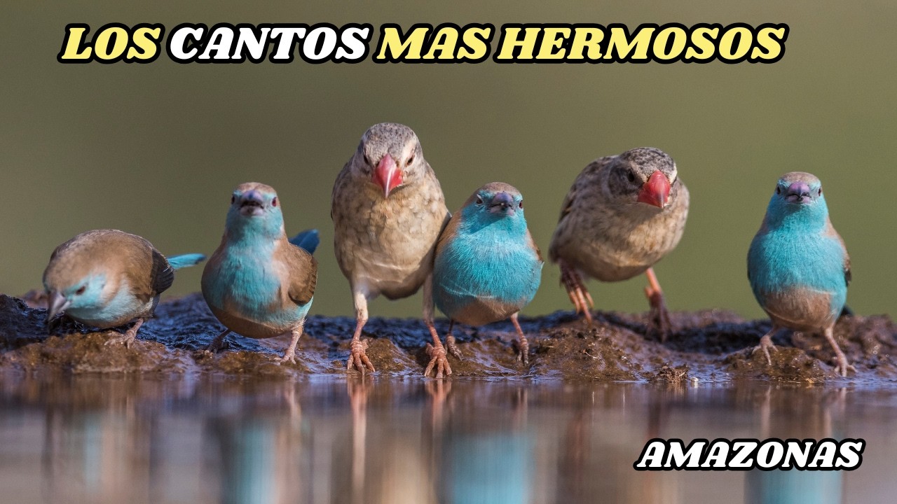 AVES: Los CANTOS M&aacute;s Hermosos De La Selva AMAZONICA | DOCUMENTAL