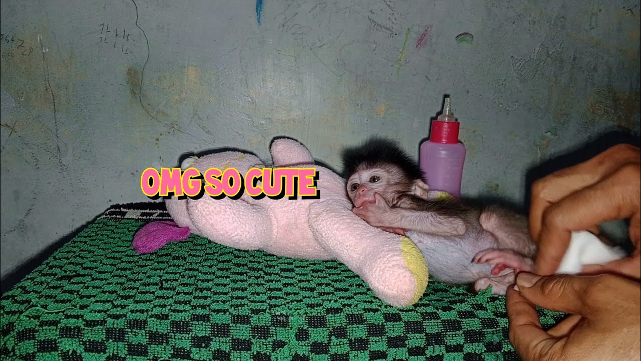 The baby monkey bot is so cute that watching it will definitely want to hug it😁💖🙊