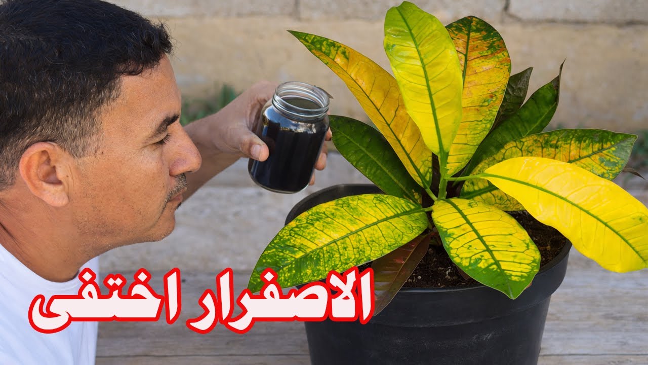 لا اصفرار لاوراق النبات بعد اليوم 👈7 أسباب خطيرة وحلها في دقائق