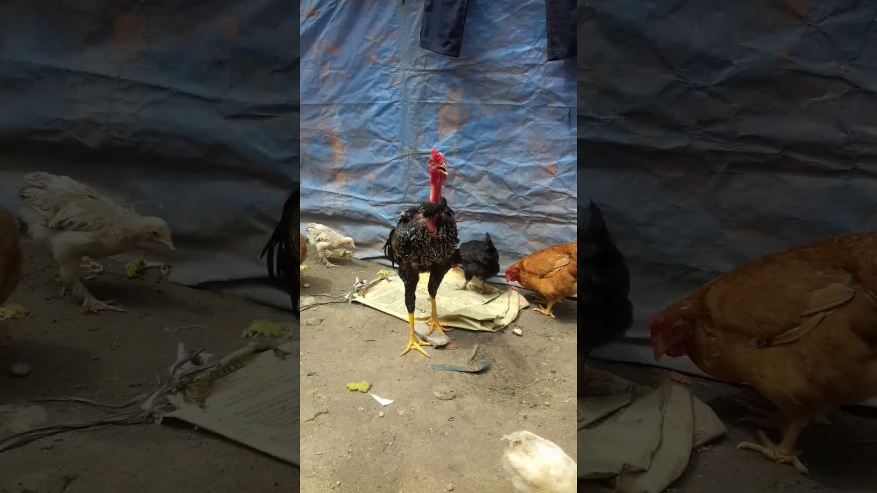 Indio gigande carioca Cantado