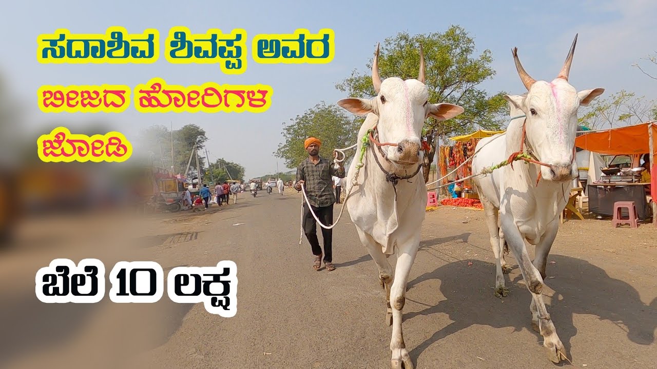 Stud bulls pair of Sadashiva shivappa cost 10 lakhs