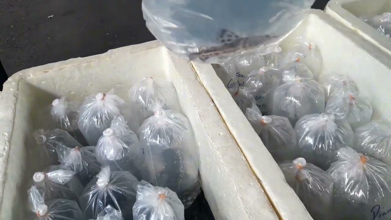 MELHOR FEIRA DE PEIXES ORNAMENTAIS ATUALIZADA [Guarulhos -  cecap), parte 2