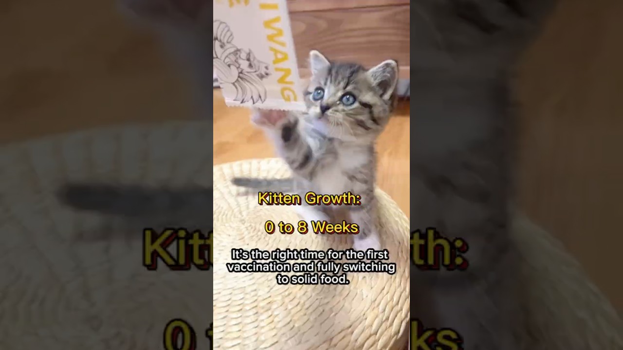 【Must Know】Kitten Growth Stages from Birth to 2 Months | Weight & Behavior Guide #KittenGrowth