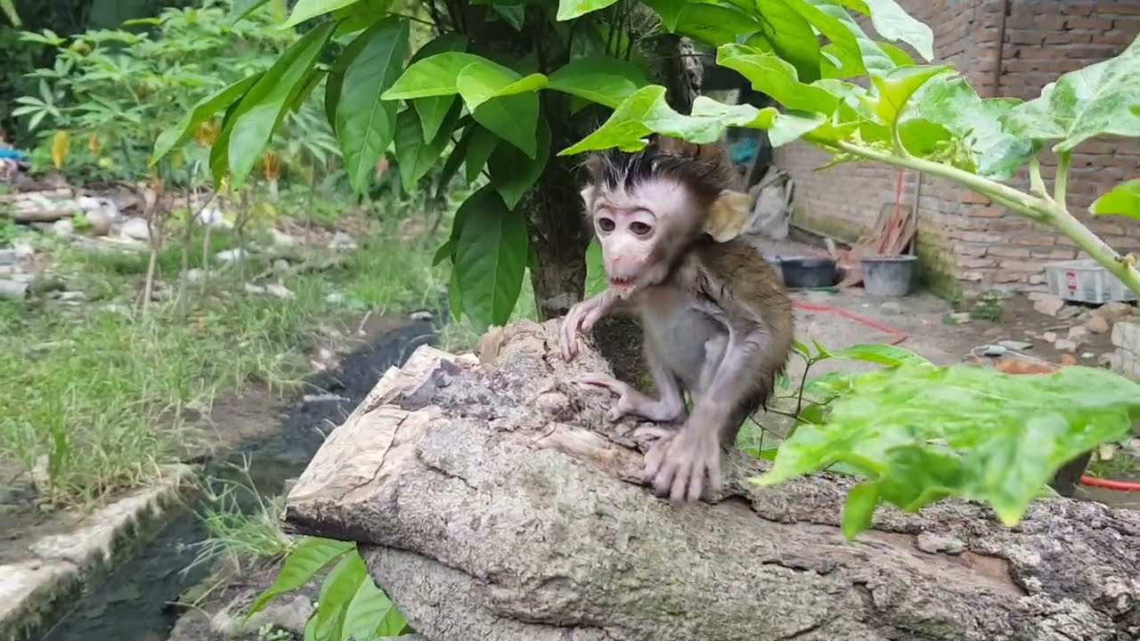 📢 This little baby monkey is hungry - primates | adventure | wild life