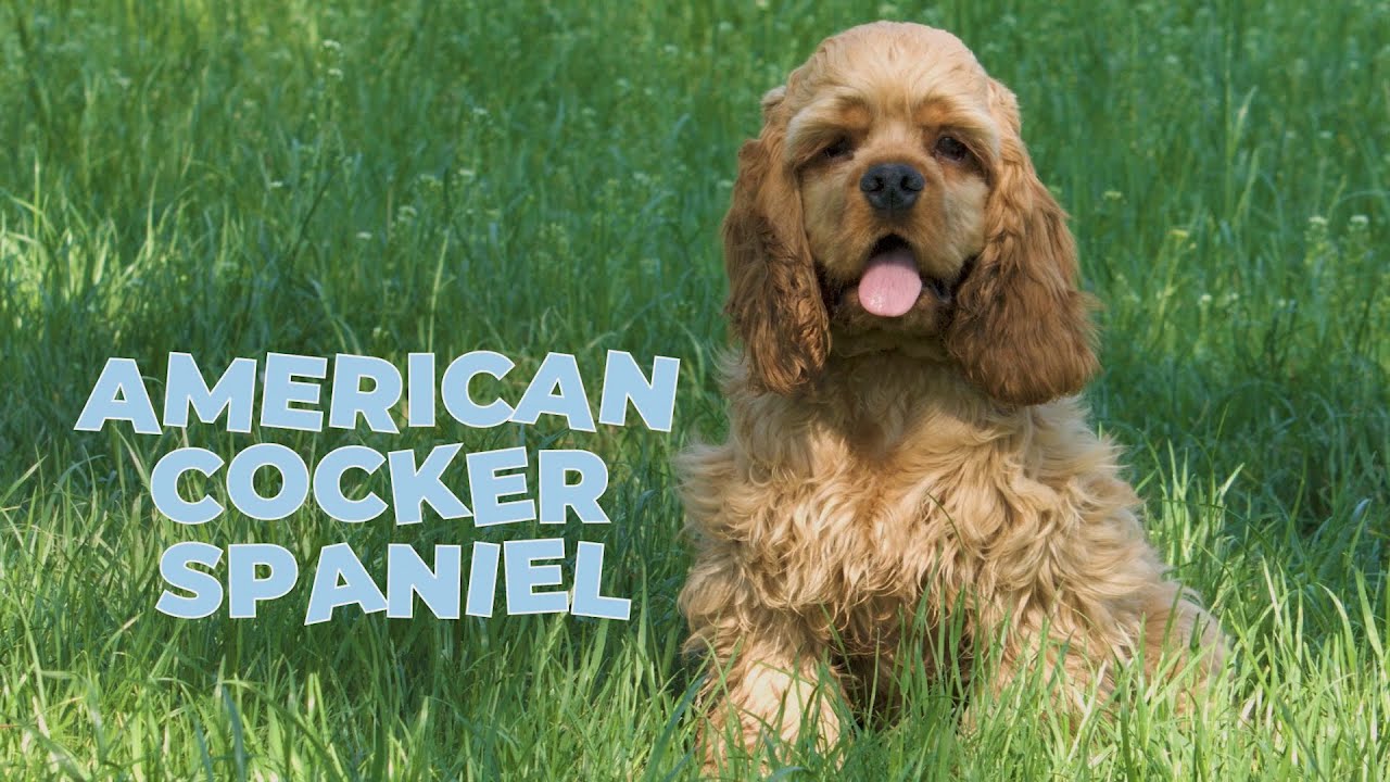 American Cocker Spaniel 101