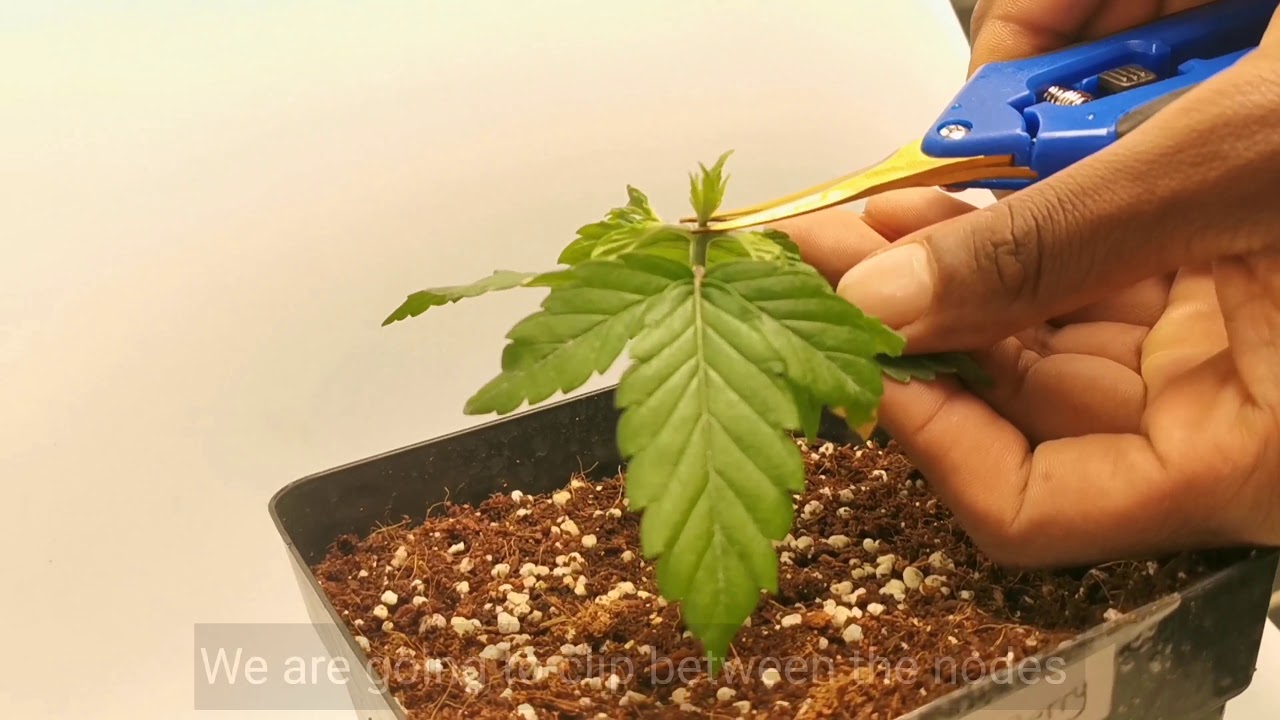 How to Top and FIM your cannibus plant