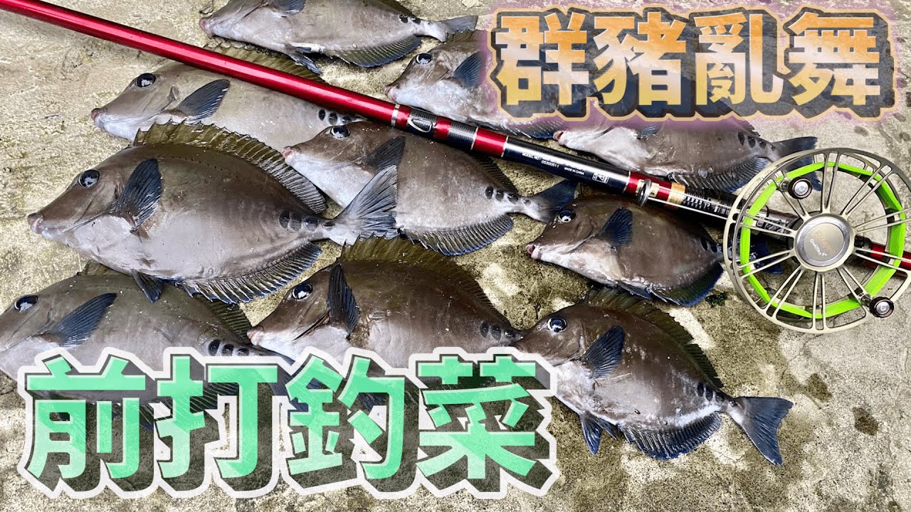 倒吊釣組分享，前打釣菜大豐收 #東北角 #前打