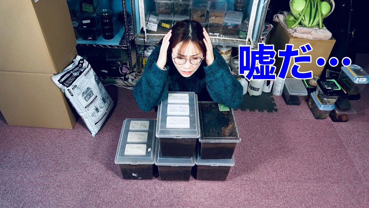 卵期間が長すぎるカブトムシの産卵セットを割り出しました