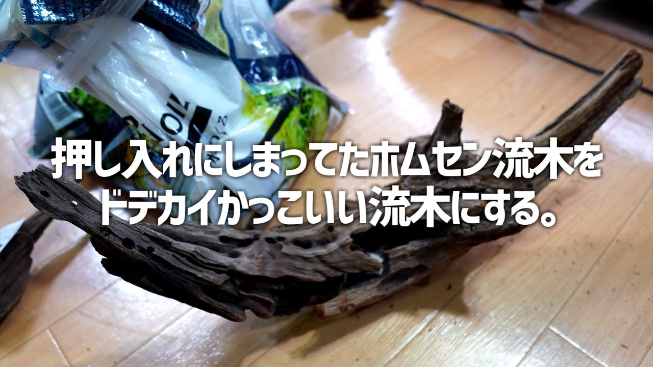 15000円分の水草追加。流木もかっこいいし最強。#356【アクアリウム】
