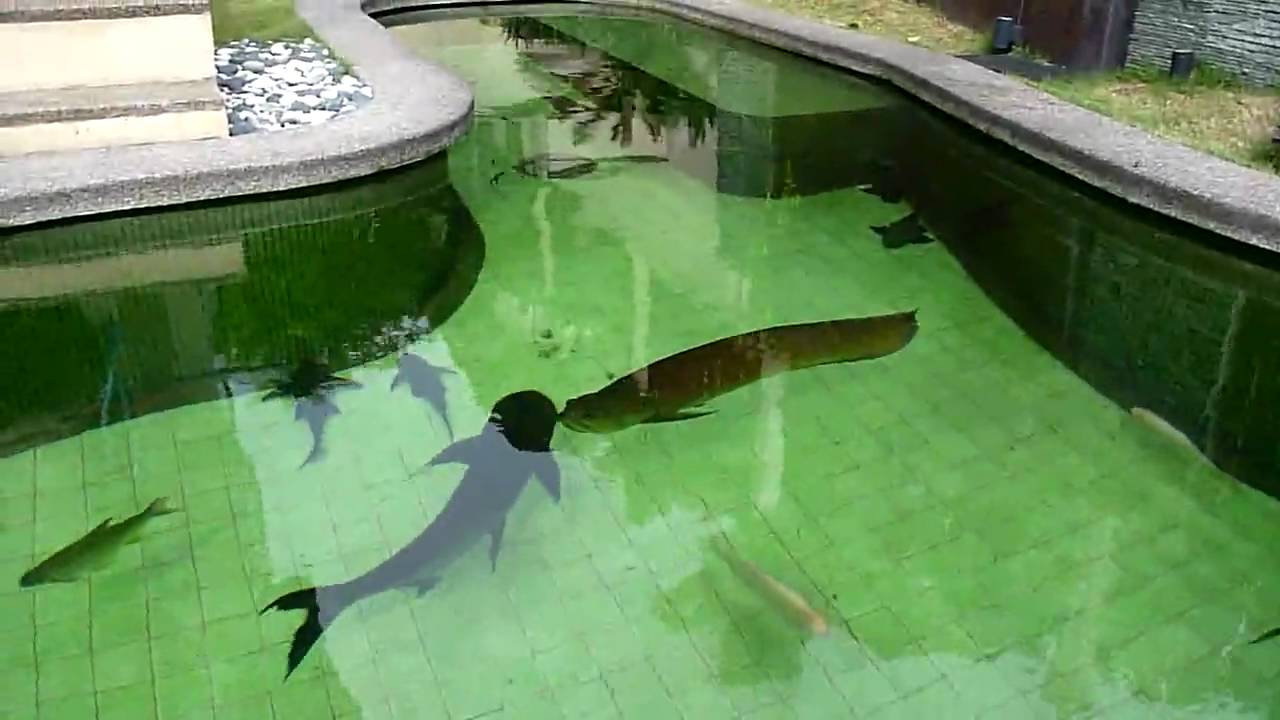 TLkmDN Transferring Green Arowana from TANK! (18/6/2010)