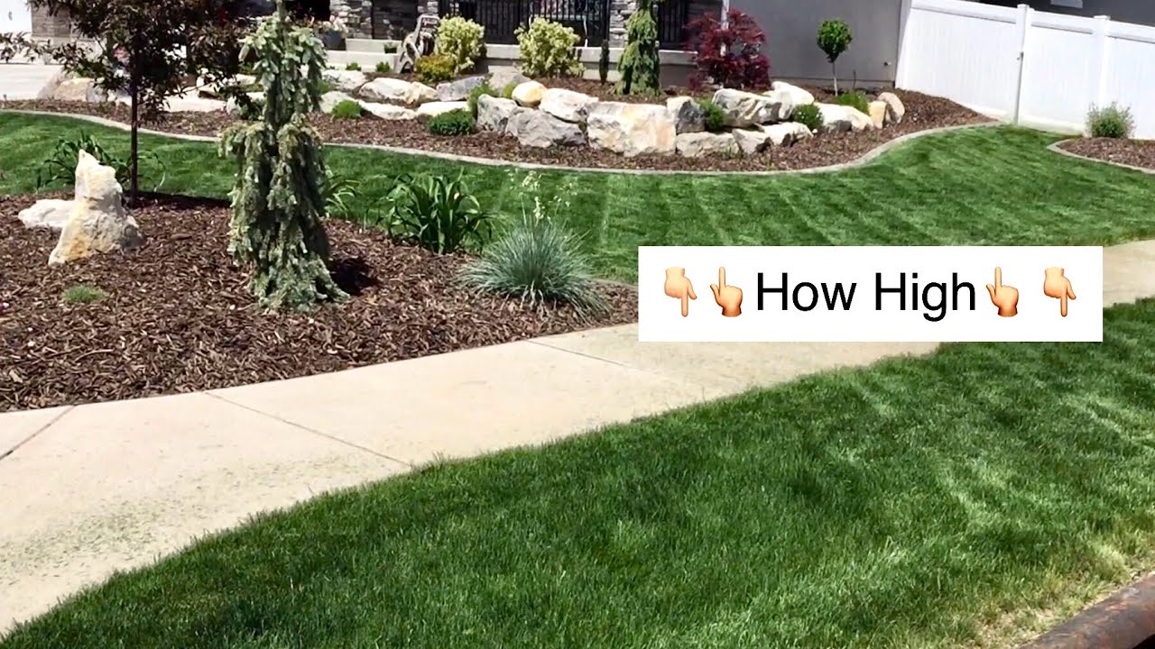 How High Should I Mow the Lawn- Length Matters 1/3 rule
