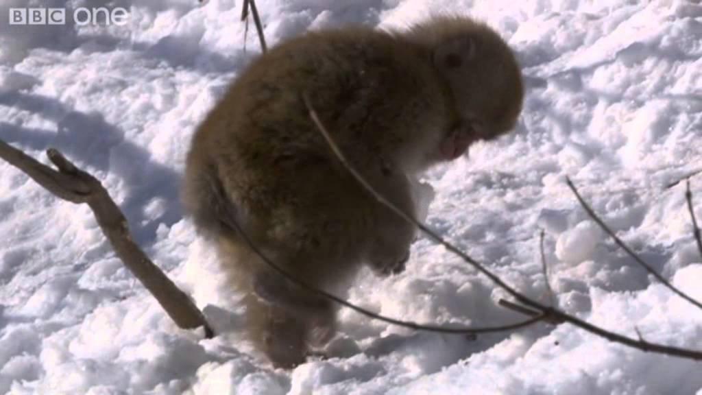 Macaques play with snowballs - Snow Babies - BBC One Christmas 2012