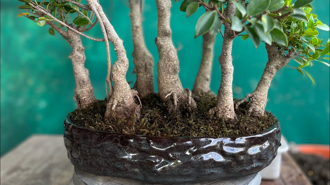 बनाया फाइकस का जंगल स्टाइल बोनसाई 🪴👌 Ficus Forest Style Bonsai Making 😱 Step By Step Tutorial 