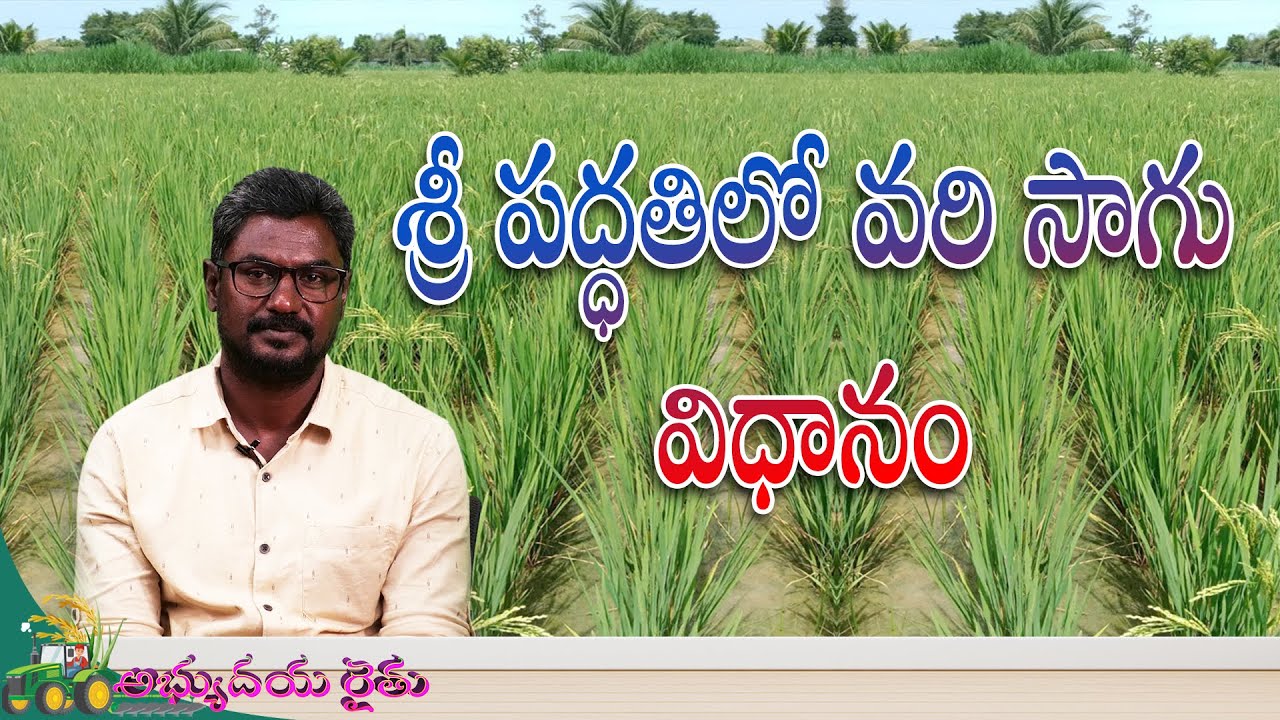 శ్రీ పద్ధతిలో వరి సాగు విధానం  || శ్రీ యన్. చందూల్ కుమార్ రెడ్డి, కూర్మాయి గ్రామం, పలమనేరు మండలం