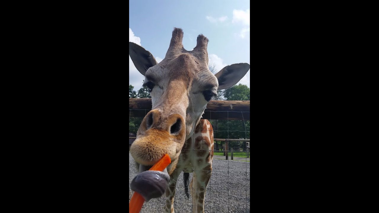 Hovatter's Wildlife Zoo: Giraffe eats carrots and burps.
