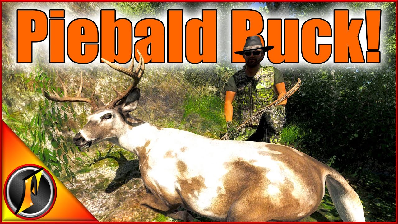 A Piebald Buck for Our Trophy Lodge! | Let's Go Trophy Huntin'
