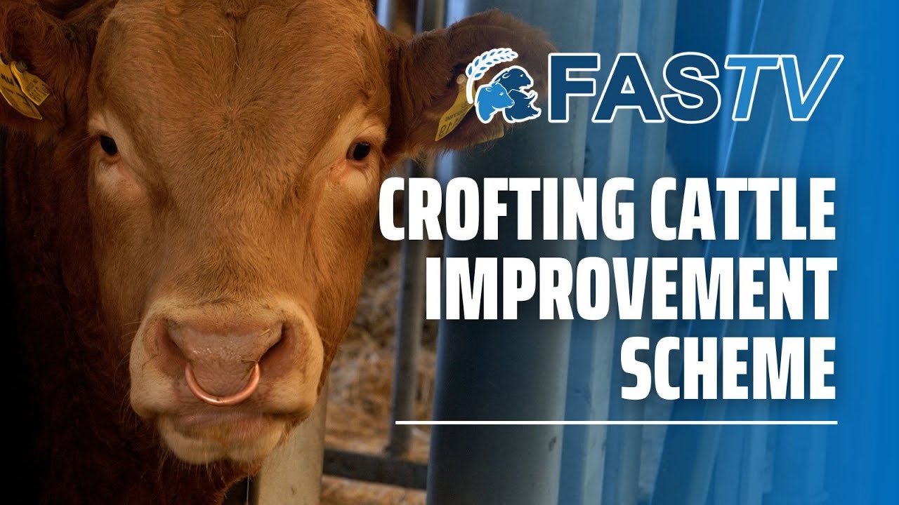 FAS TV Series 3 Ep 26: Crofting Cattle Improvement Scheme