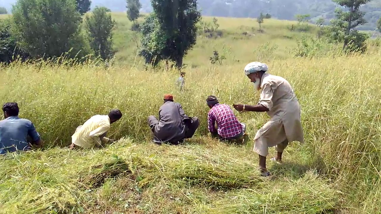 desi tool tota
