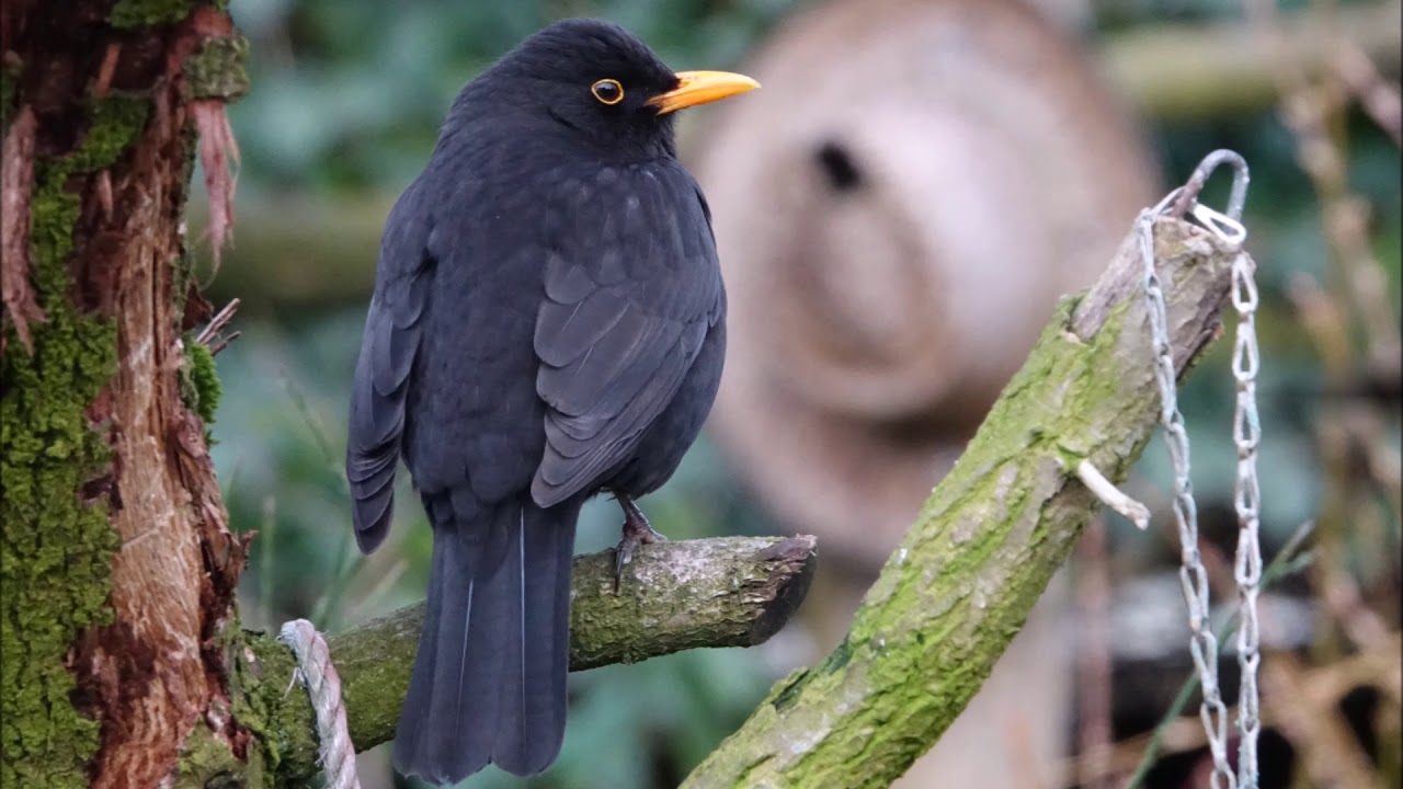 Vogels op de tuin