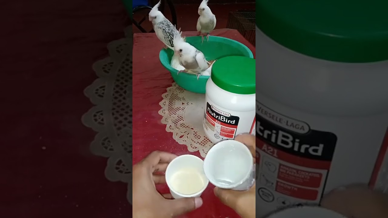 NUTRIBIRD A21 HANDFEEDING FOR BABY BIRD 🦜