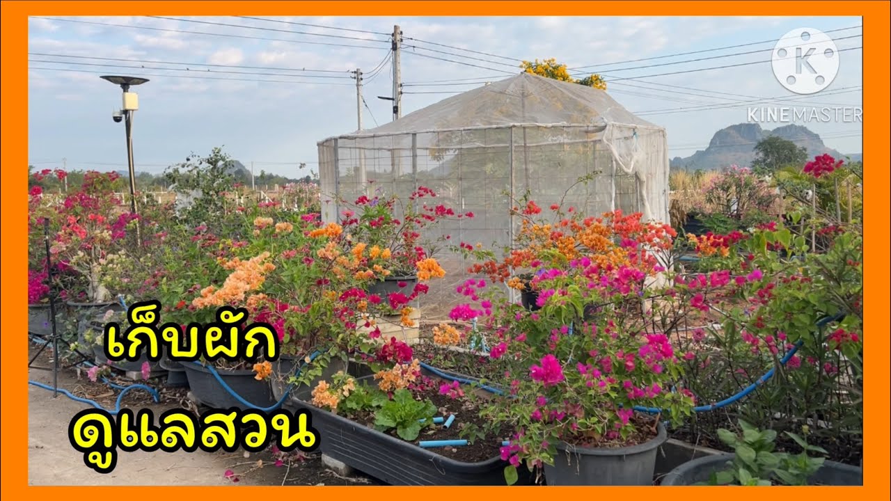 เก็บผักดูแลสวน🪴❤️🪴