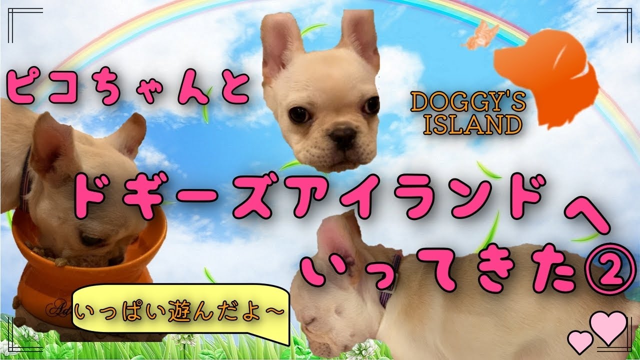 Day8 ドギーズアイランドにいってきた②【生後101日目】
