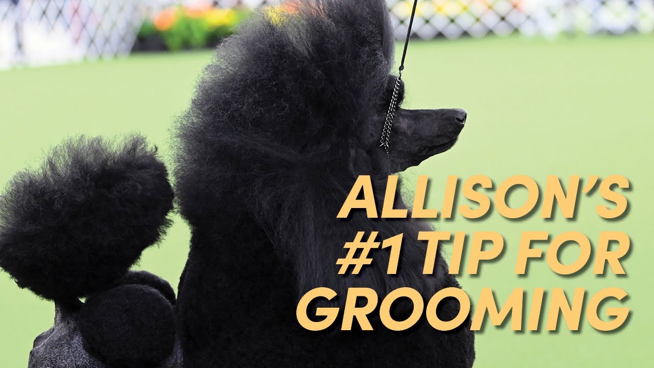 My Top Tip for Grooming&hellip; IMPROVE YOUR DRYING!