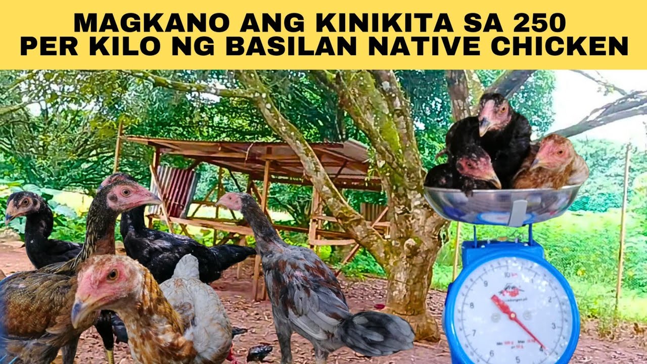 Magkano ang kinikita ko sa 250 per kilo ng basilan native chicken?