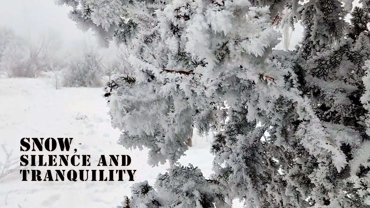 Winter Garden Walk 🌲 Snow, Silence & Calm Instrumental Music