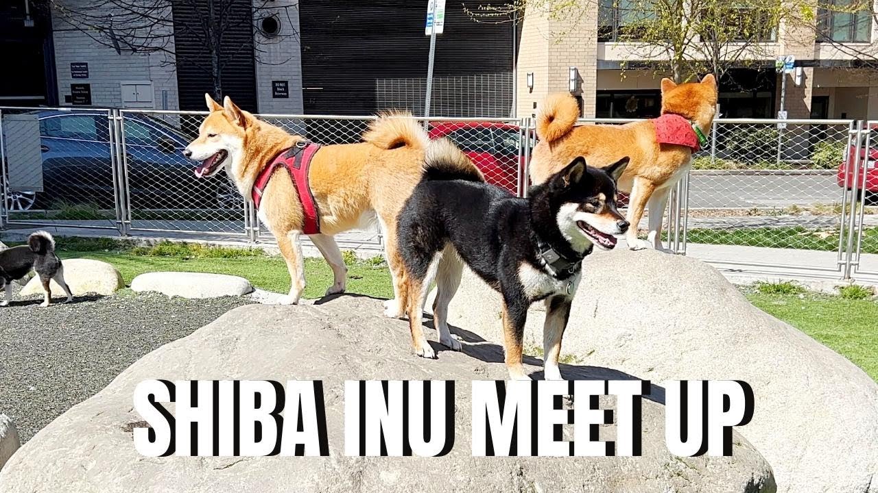 What Happens When 50 Shibas Meet Up