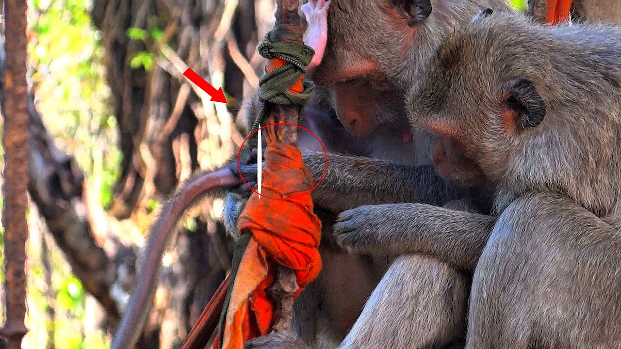 OMG, the mother monkey is carefully cleaning her little monkey.