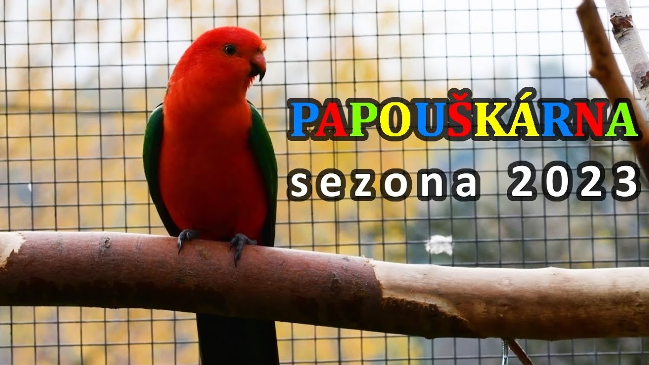 Papouškárna │ Chovná sezóna 2023 │ chov australských papoušků │ australian parrots │ ZAFION