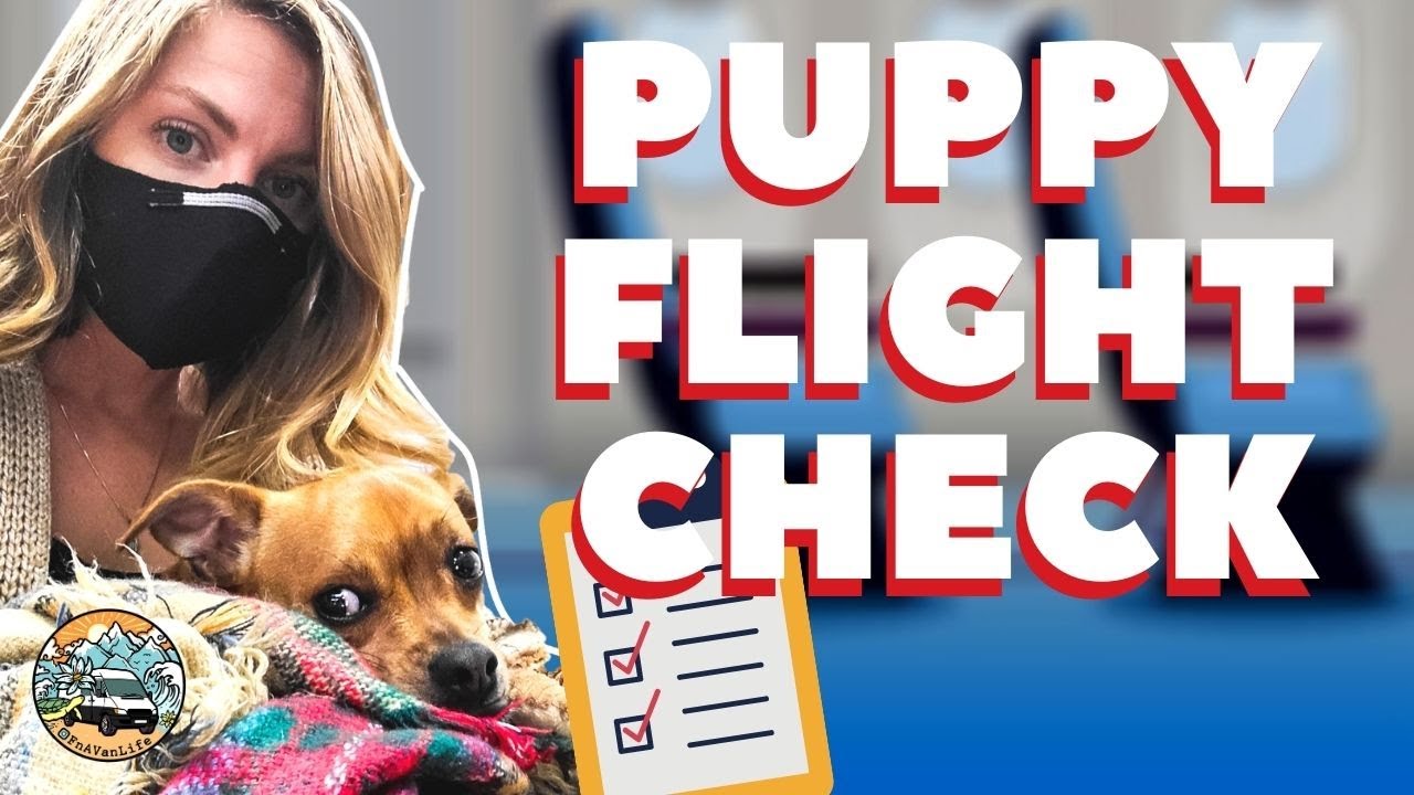 5 Tips for Flying with Your Dog During the Pandemic
