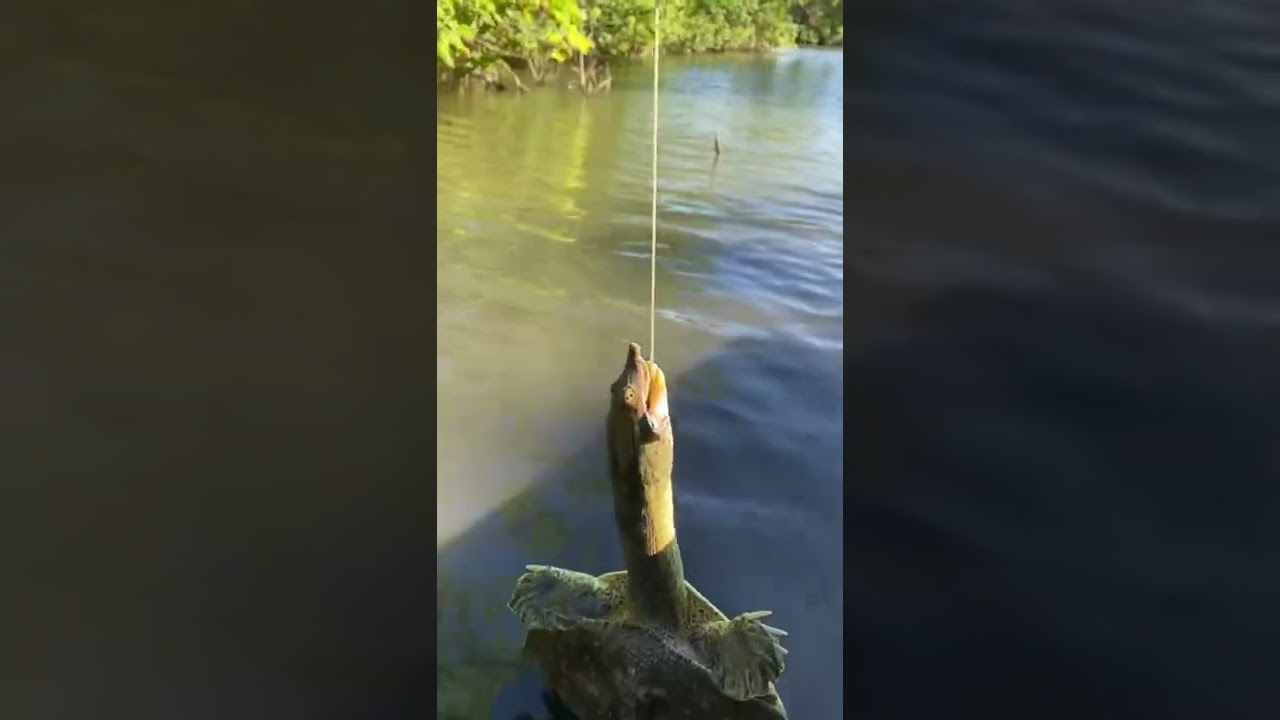 GIANT soft shell turtle! 🐢