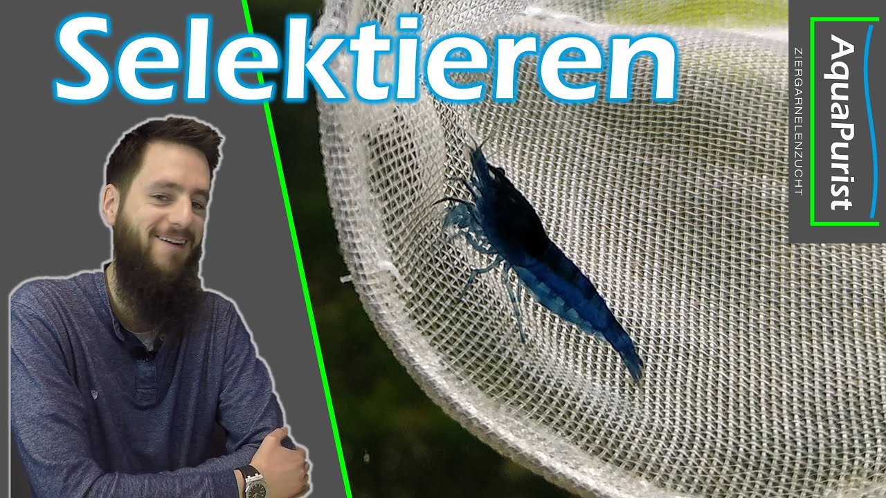 Selektieren: Blue Diamond Zuchtstamm
