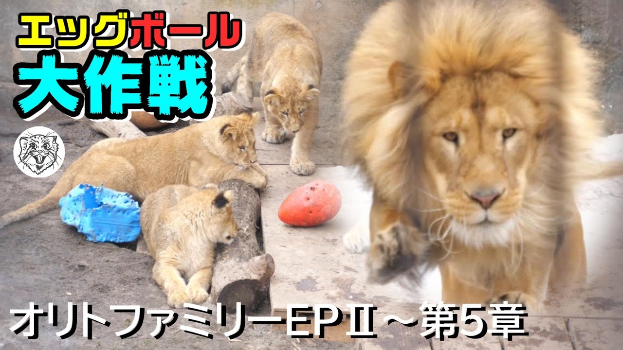 【EP2～第5章】エッグボール大作戦🦁Orito Family EpisodeⅡ Chapter 5
