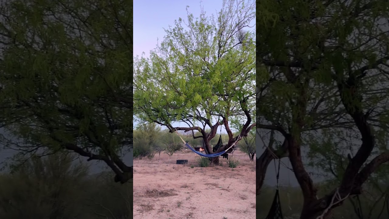 Mesquite trees are green again. Spring time in the Sonoran desert