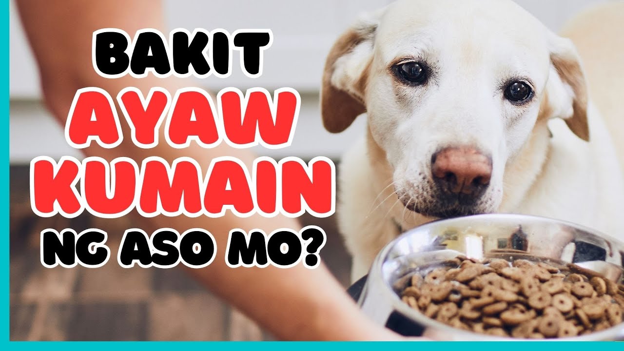 MGA RASON KUNG BAKIT AYAW KUMAIN NG ASO | DOG TIPS | Munting Kennel
