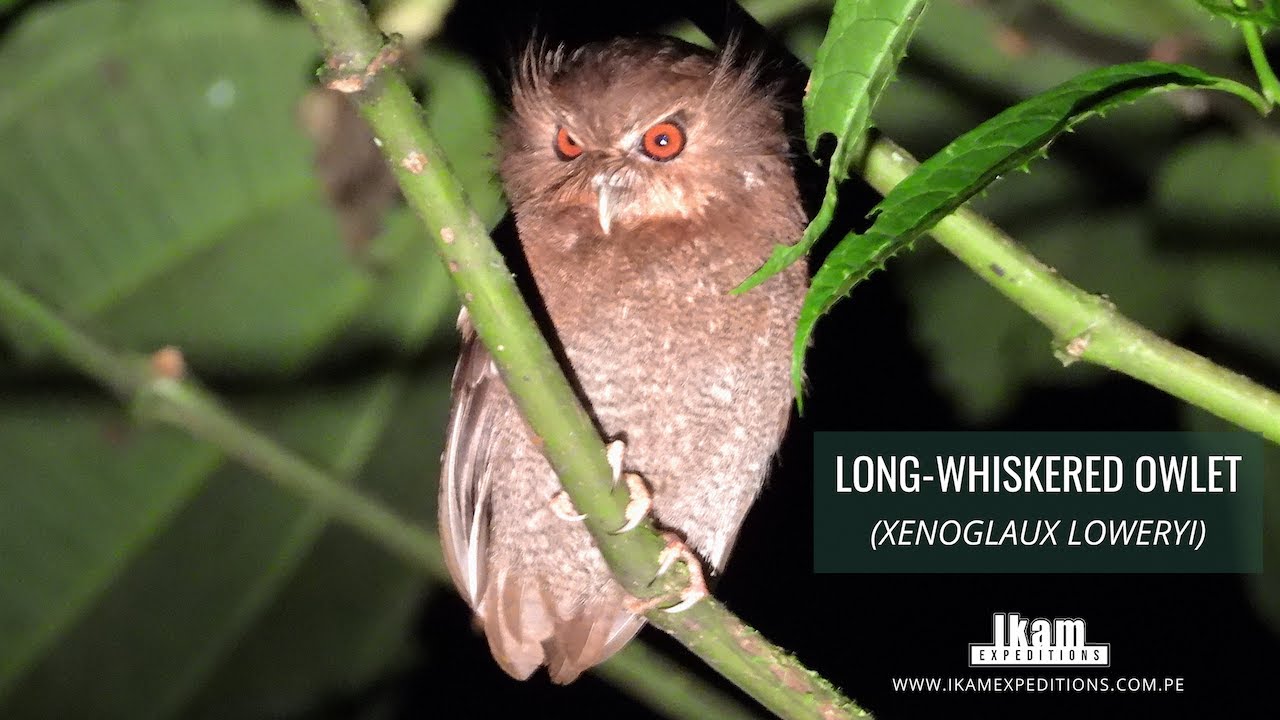 Long-whiskered Owlet (Xenoglaux loweryi) endemic to Peru