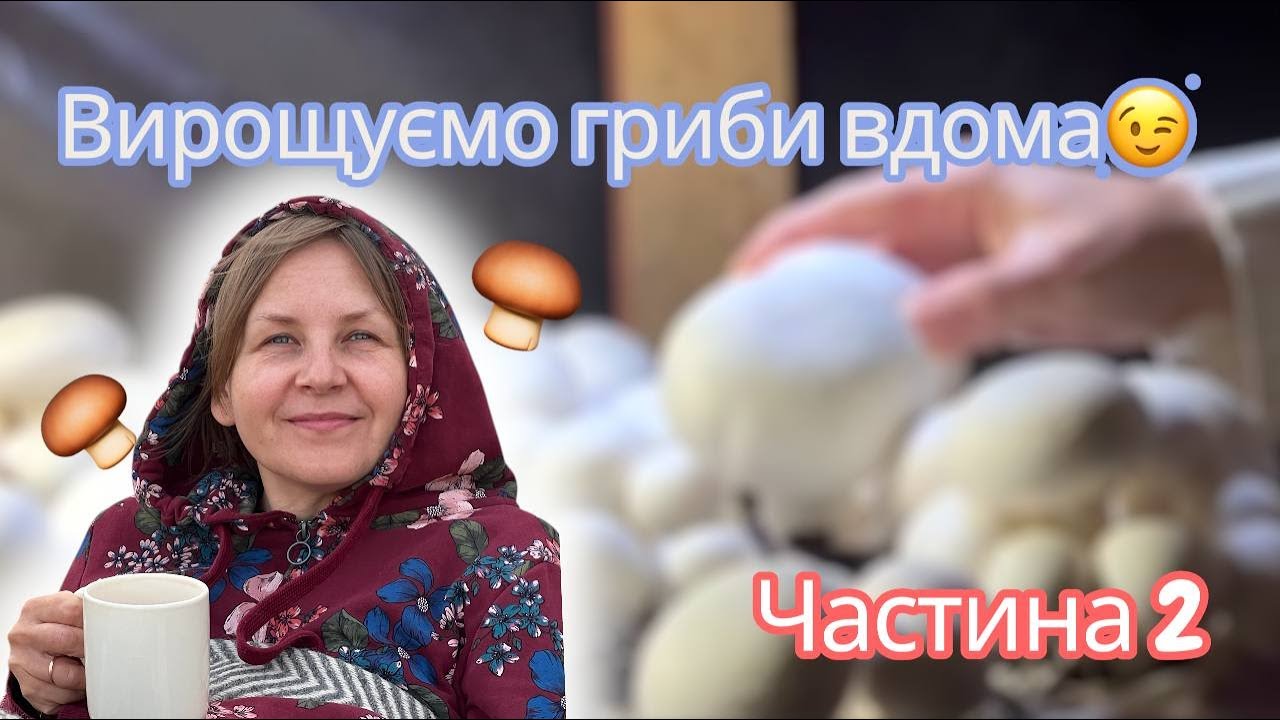 Вирощування ГРИБИ 🍄 ВДОМА 2 збір ПЕЧЕРИЦІ Грибочки ЮА 💙💛 | #грибочкиUA #грибивирощування  #гриби 🌿