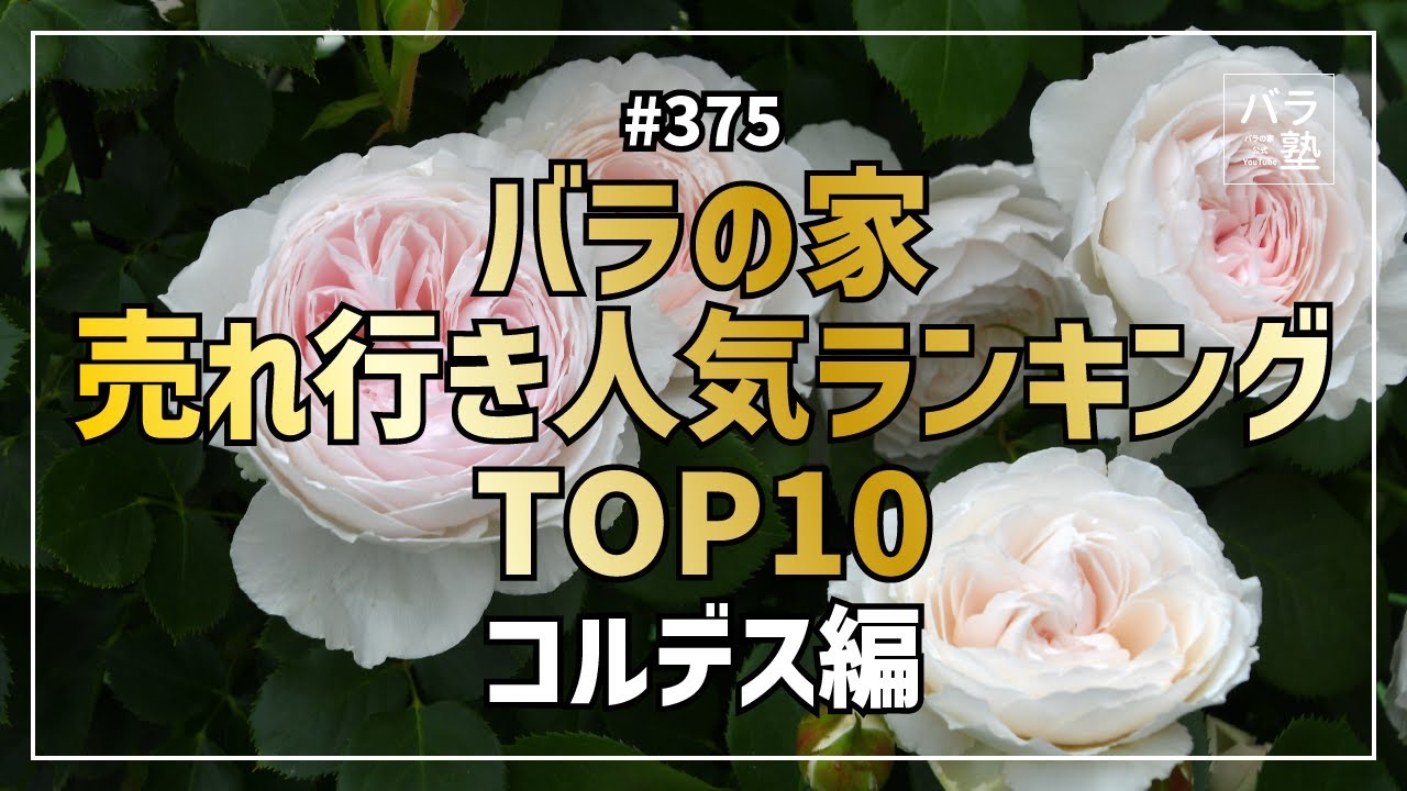 #375 バラの家 売れ行き人気ランキングTOP10　コルデス編