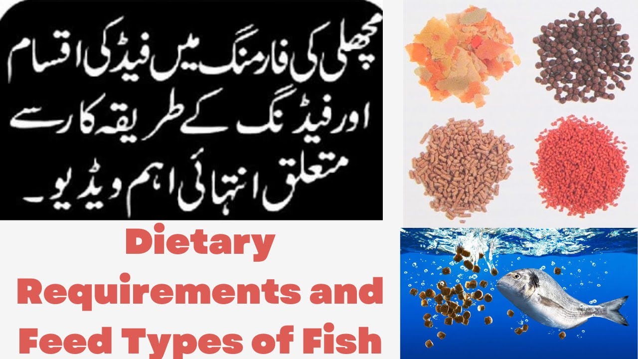 Dietary Requirement and Feed Types of Fish/Fish Feed Management/Food and Feeding habits