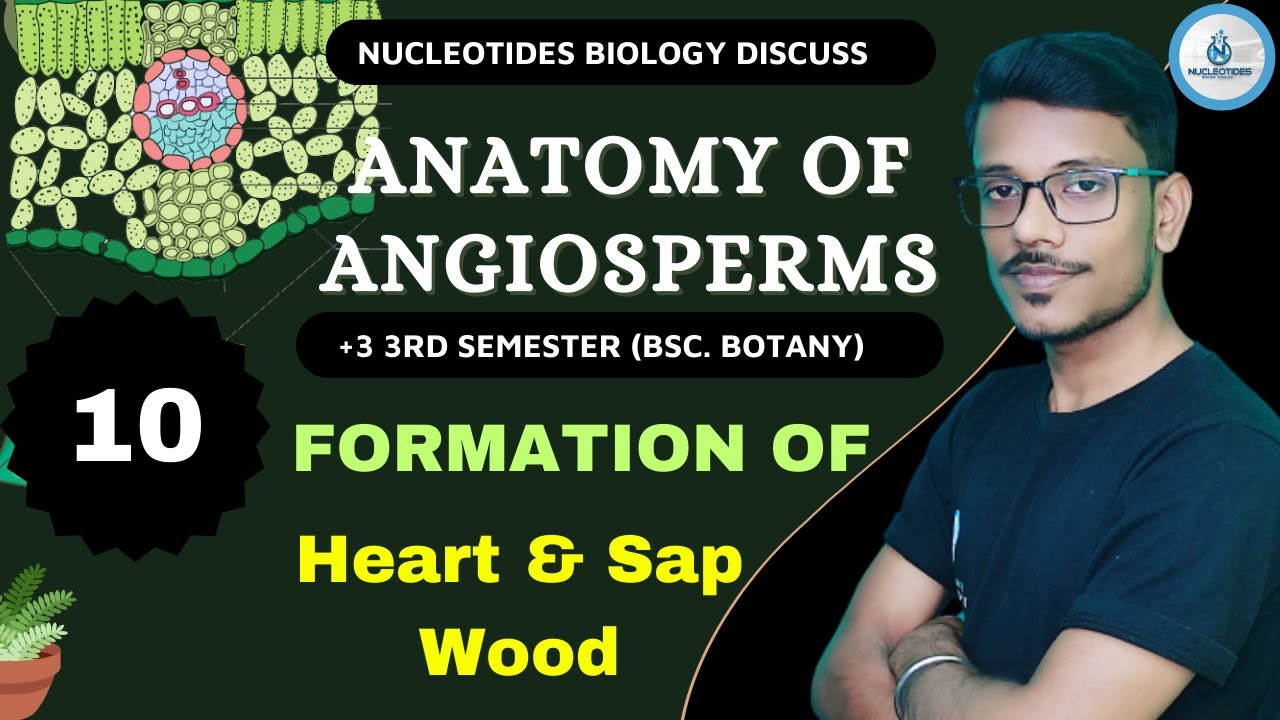Heart & Sap Wood || Secondary Growth || Anatomy of Angiosperms ||+3 3rd Sem || Lec-10