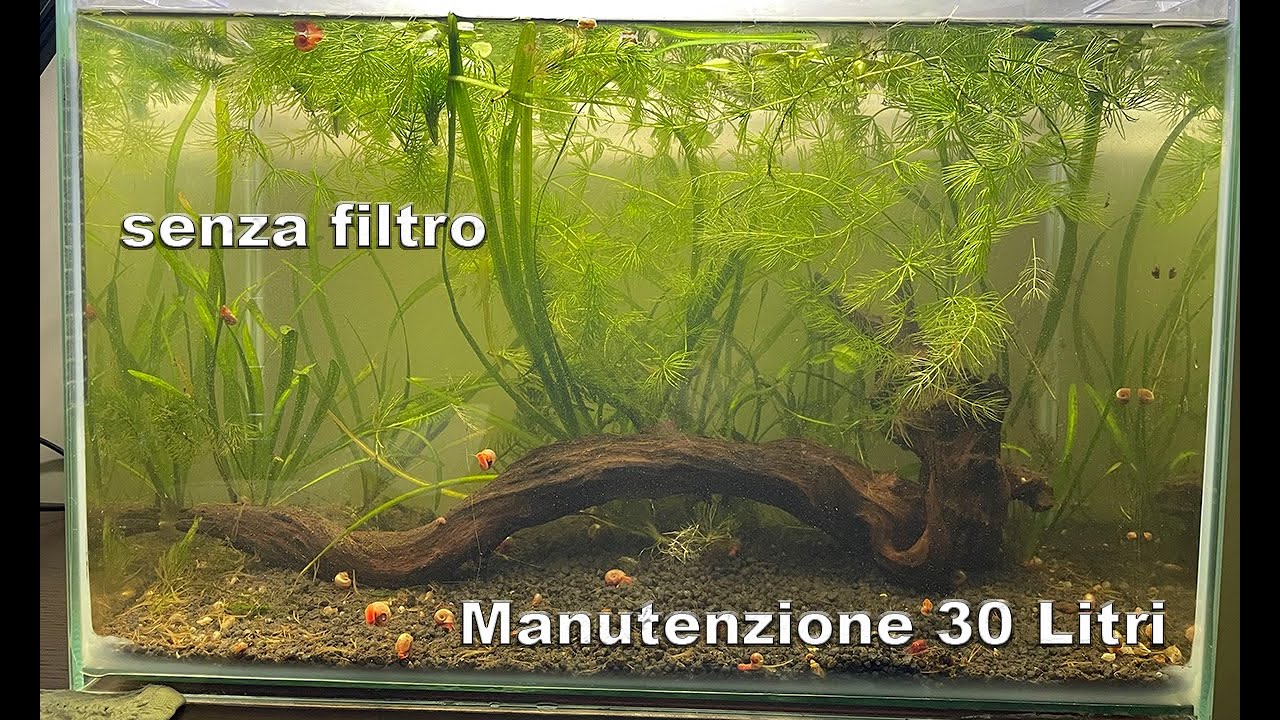 MANUTENZIONE ACQUARIO SENZA FILTRO DA 30 LITRI
