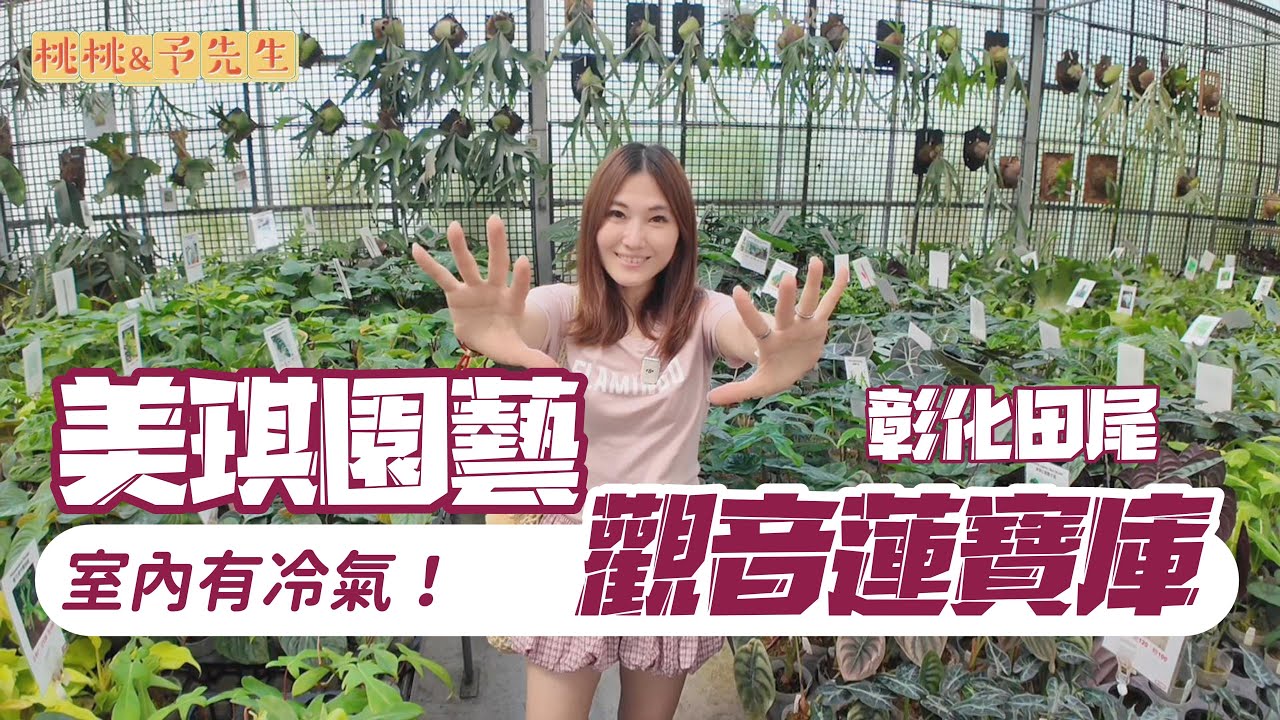 彰化田尾-美琪園藝，傳說中田尾必逛的有冷氣的花市～只可惜來的這天冷氣壞了...